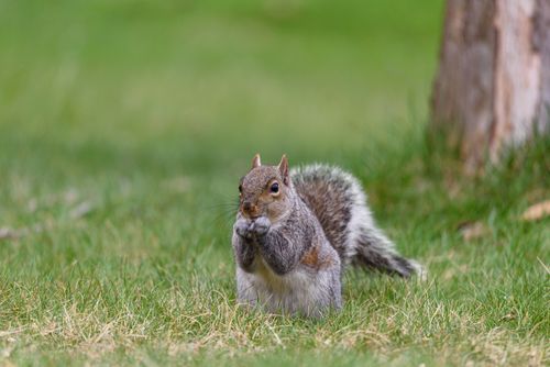 Free A gray squirrel sitting on vibrant green grass, capturing an intimate wildlife moment. Stock Photo
