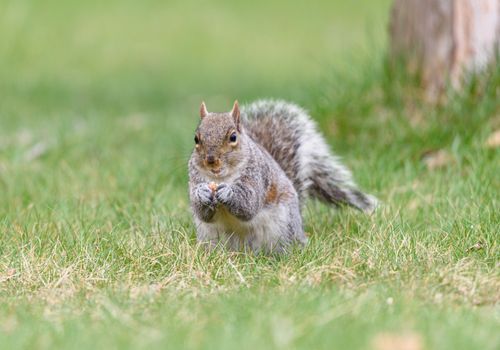 Free Close-up of a cute gray squirrel enjoying a snack in a grassy field on a bright day. Stock Photo