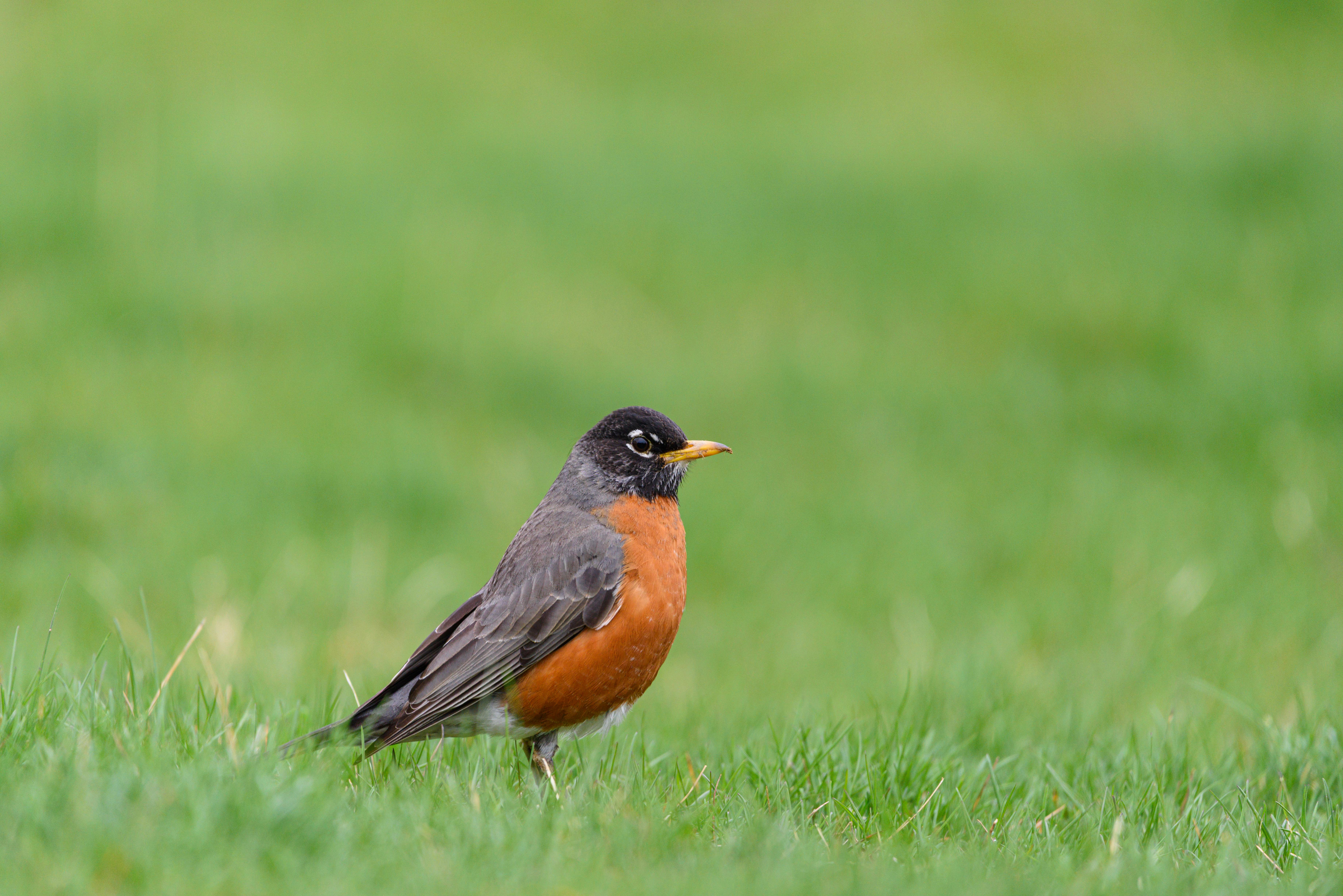 50 Common Birds Of North America