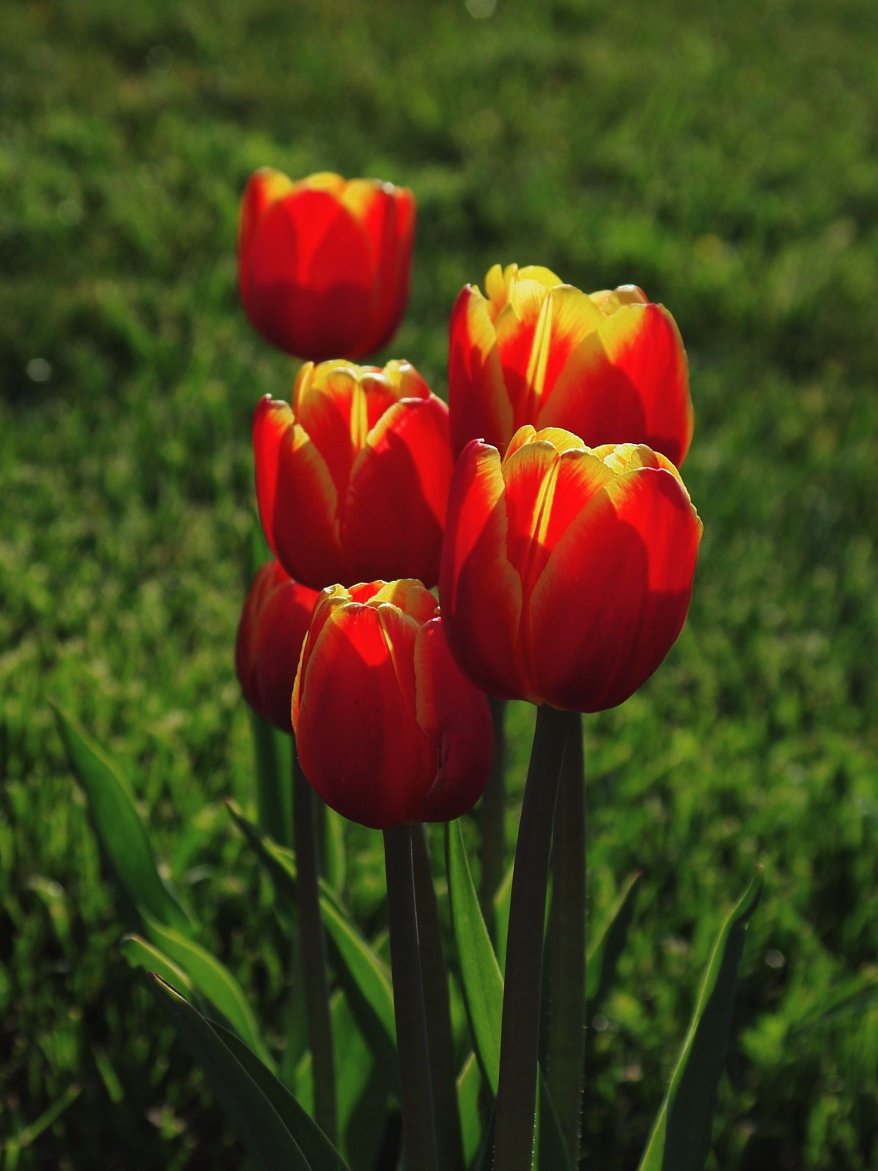 Vibrant Orange Tulips Blooming in Spring Garden · Free Stock Photo