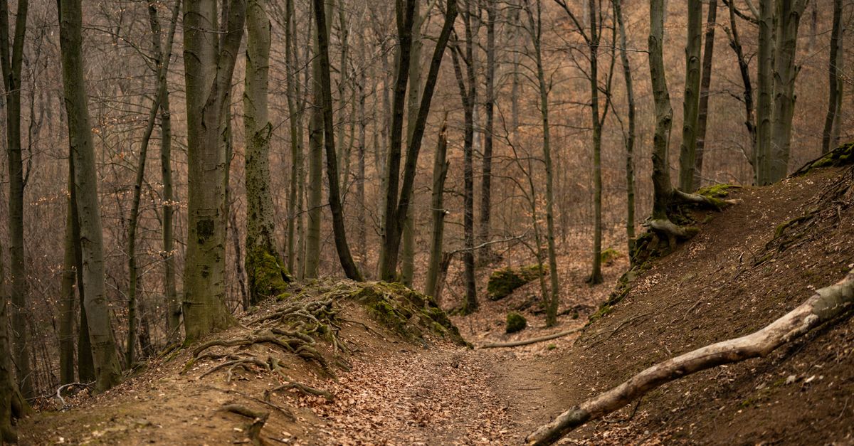 Les incontournables sentiers de randonnée en Belgique