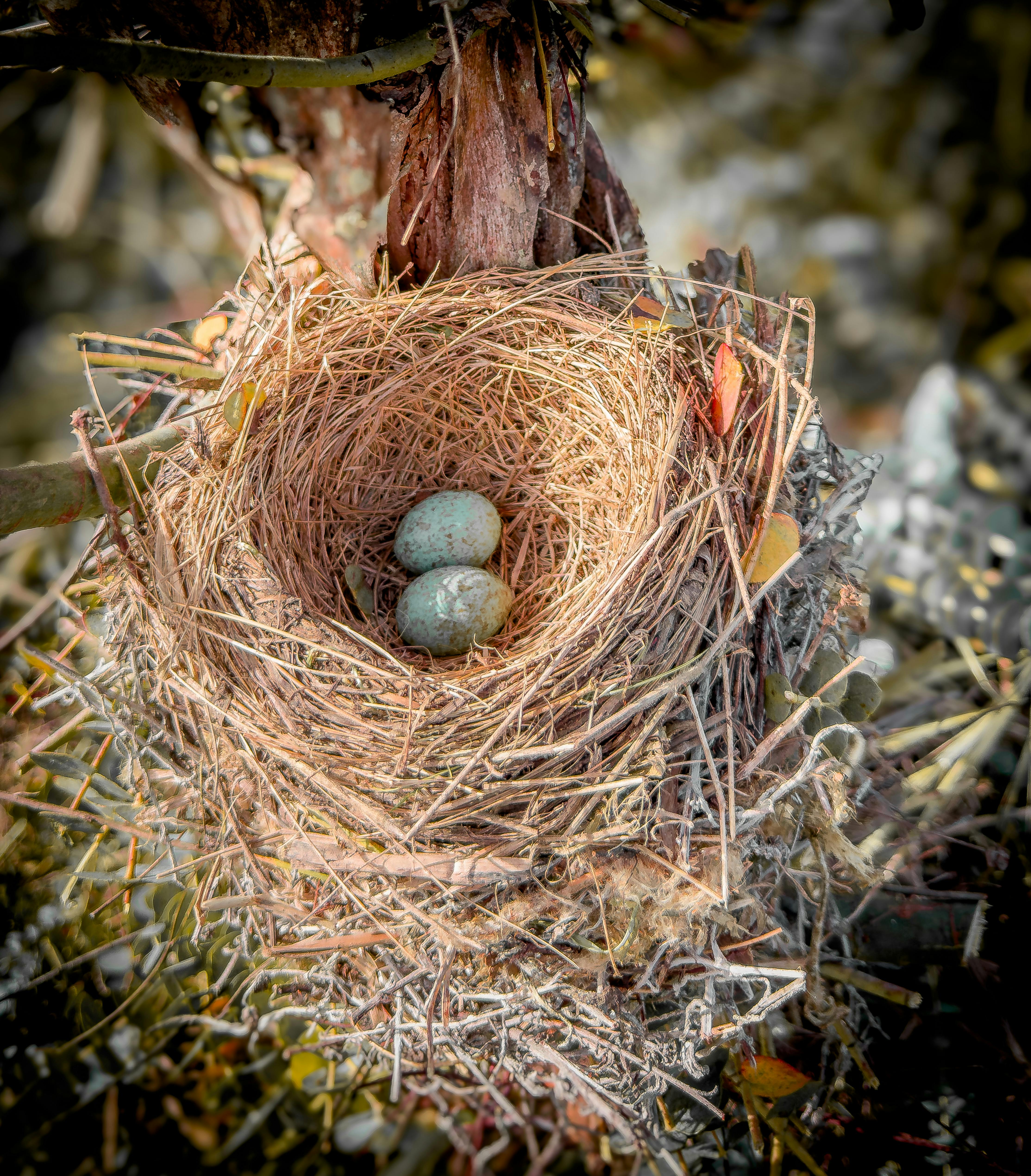 The Nests And The Eggs Of Indian Birds