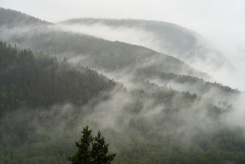 Free Peaceful misty forest landscape in Buskerud, Norway, with dramatic fog. Stock Photo