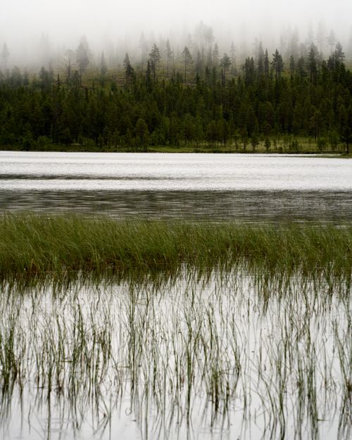 Free Serene lake scene with mist and pine forest in Buskerud, Norway during summer. Stock Photo