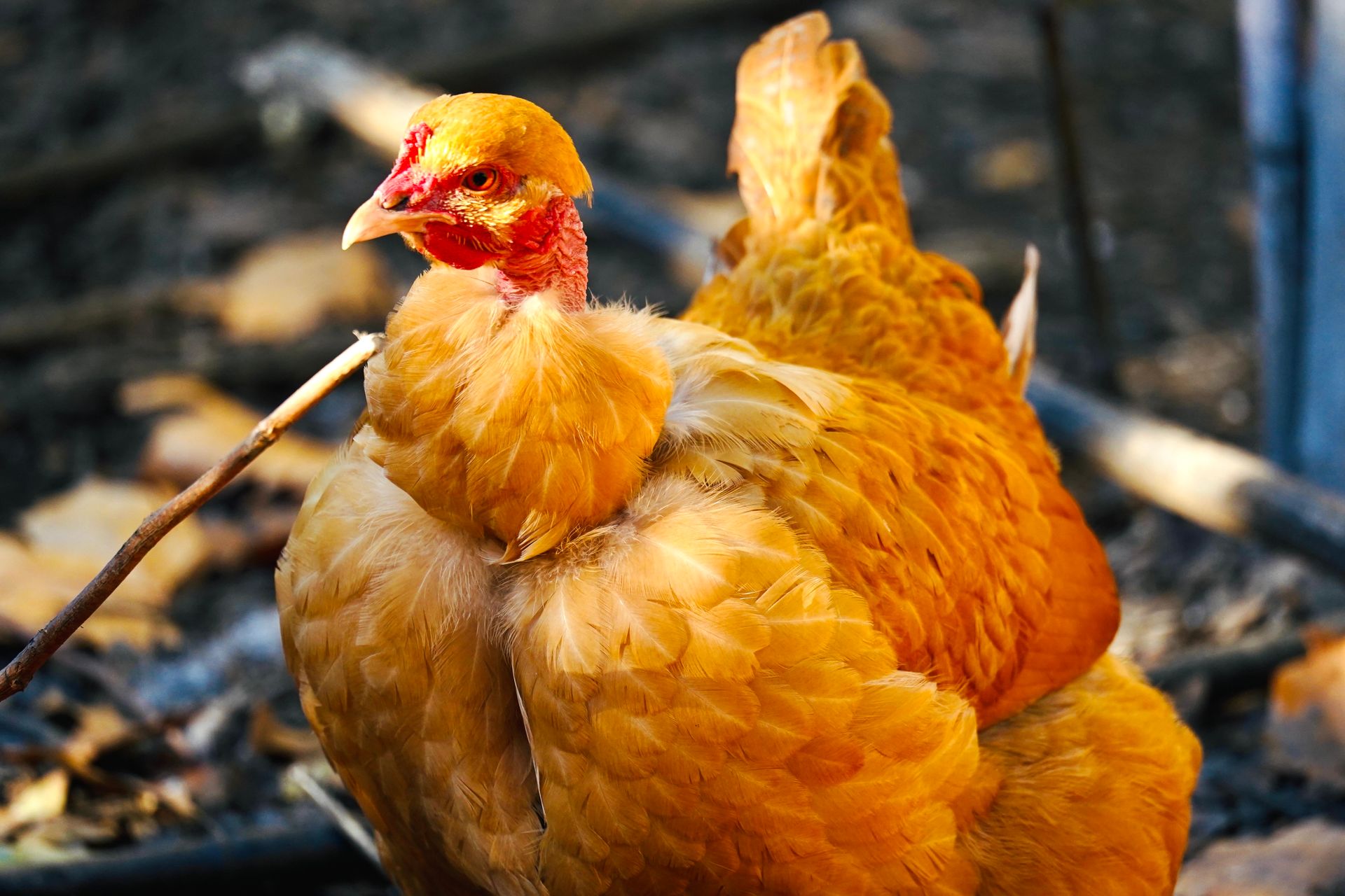 Detailed close-up of a vibrant orange hen in natural sunlight, highlighting its feathers.