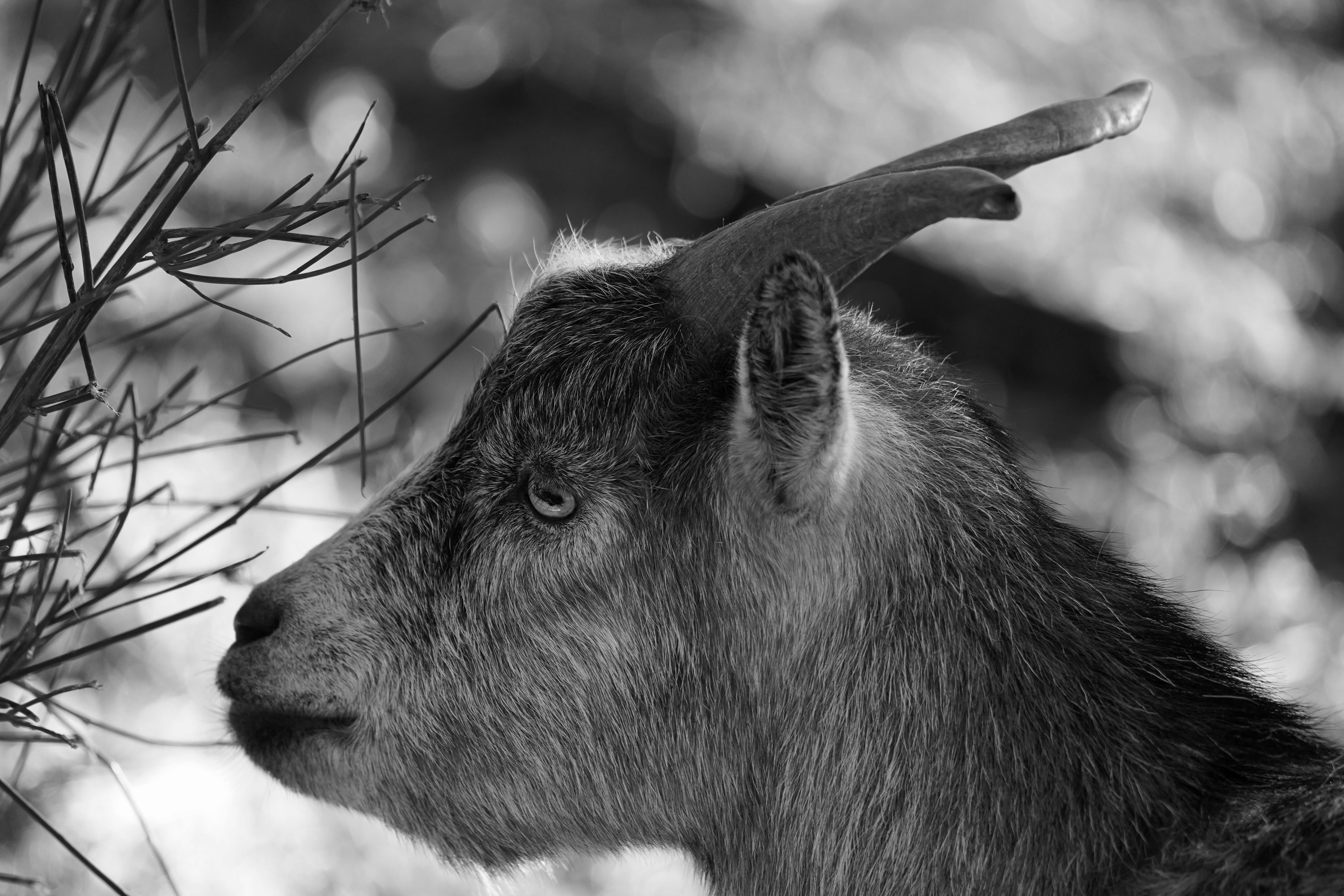 Gratuit Photos gratuites de animal, animal à cornes, animal de compagnie Photos