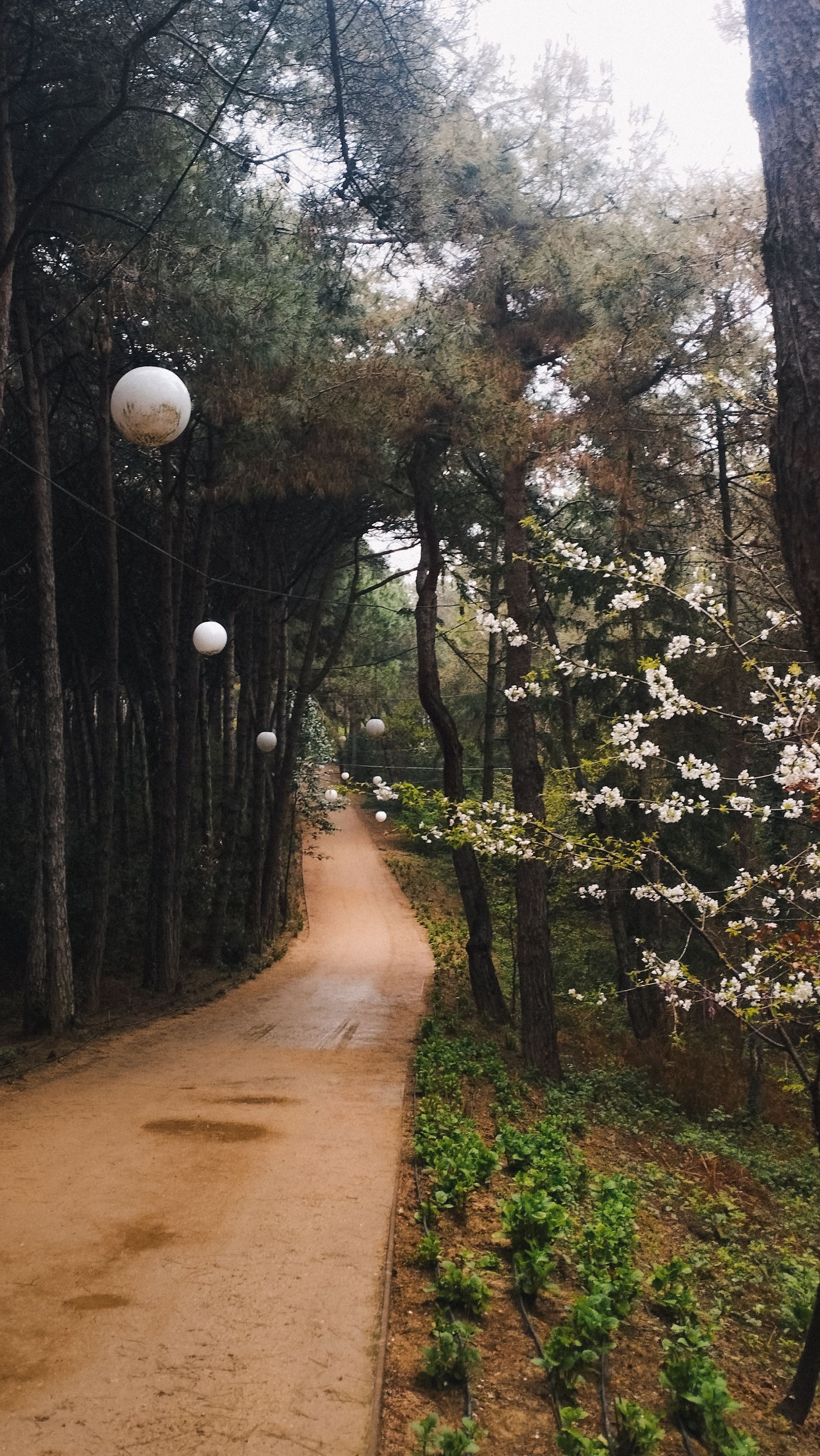 A serene forest path lined with trees and hanging lanterns, perfect for a peaceful walk.