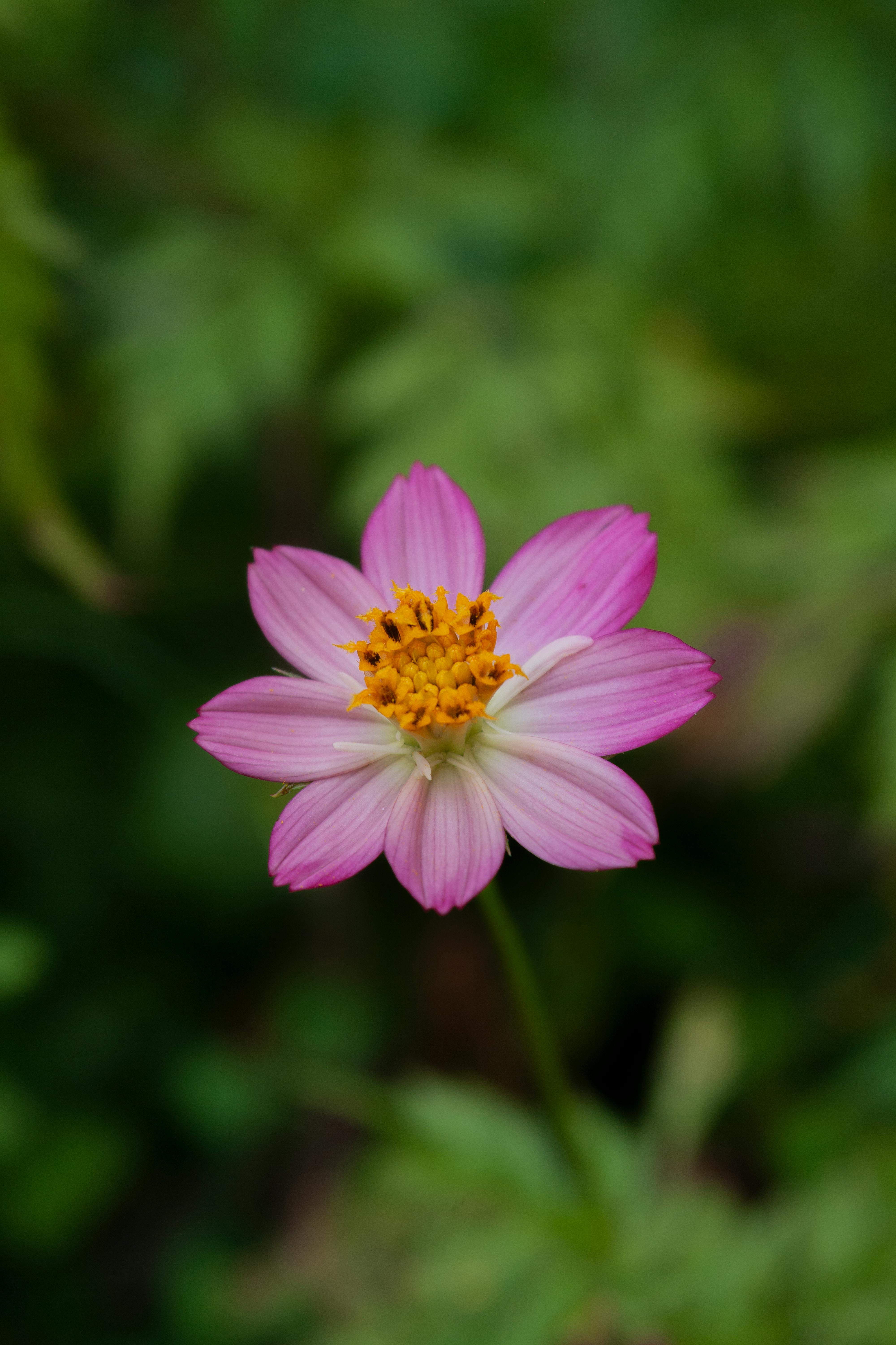 beautiful pink flower close up in bloom