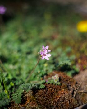 Delicate pink wildflower amid lush moss in a close-up nature shot.