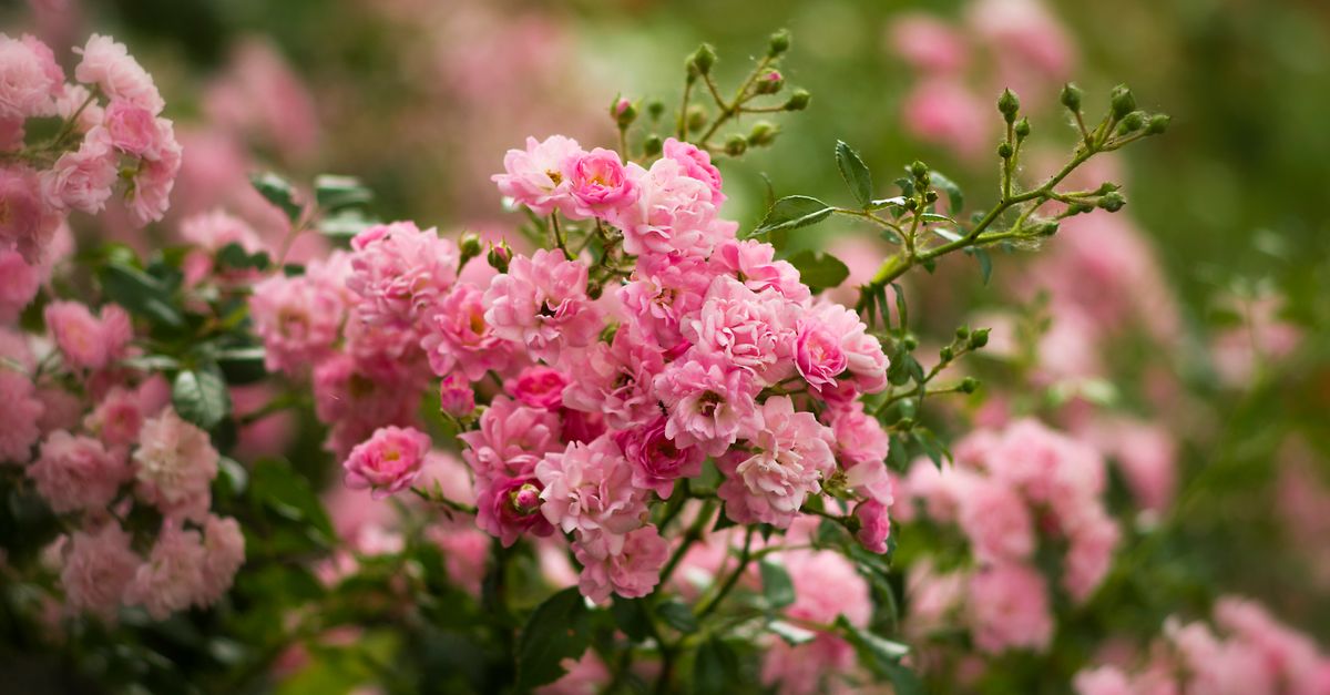 Lusuh Roses Vibrant Pink Roses Blooming in Lush Garden · Free Stock Photo