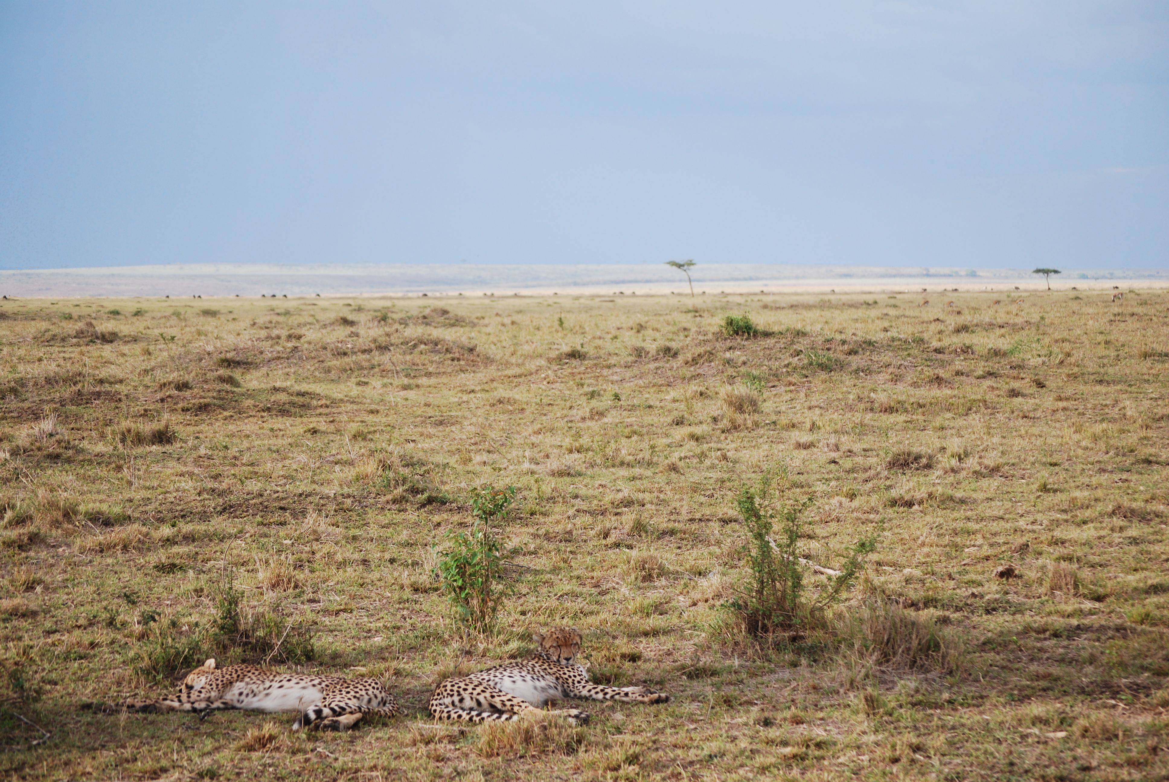 Maasai Mara, Kenya — a travel moment · stay connected with a Maasai Mara eSIM from My Holiday SIM