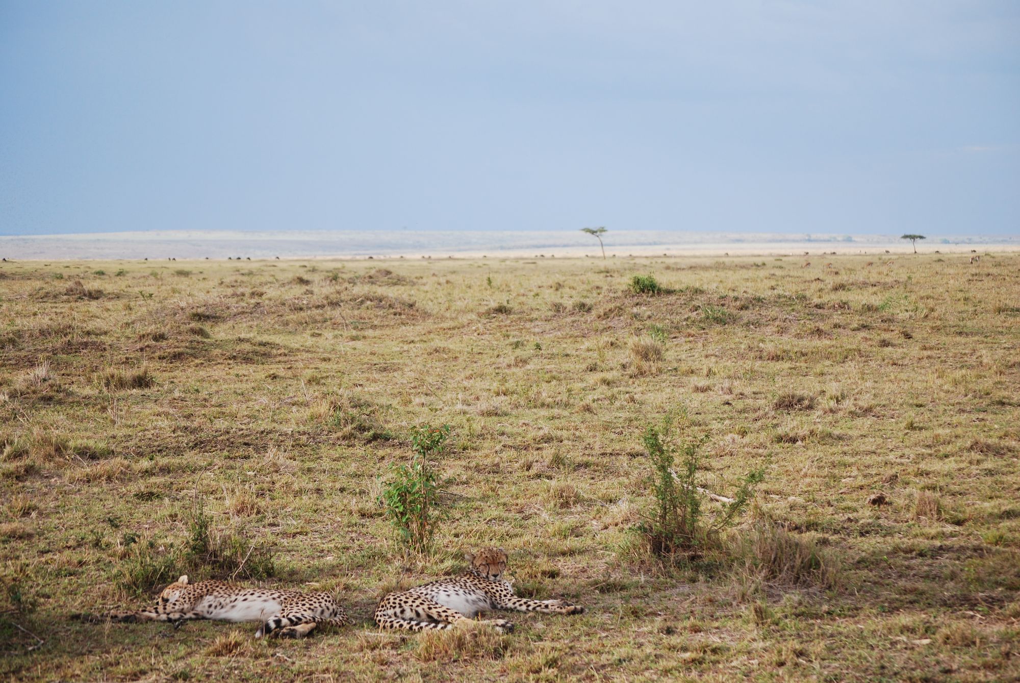 East Africa safari landscape