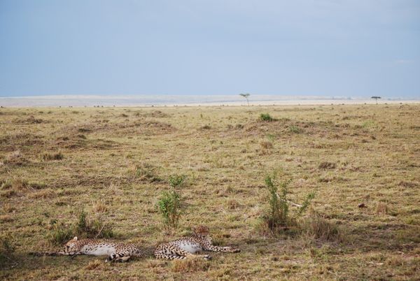 Cheetahs resting in the savannah