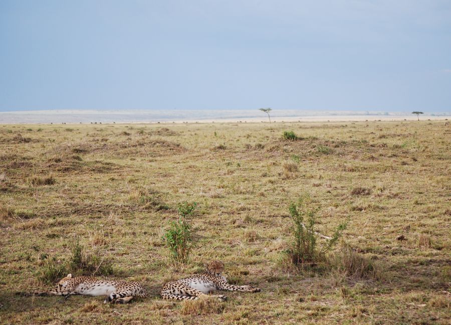 Maasai Mara, Kenya — a travel moment · stay connected with a Maasai Mara eSIM from My Holiday SIM