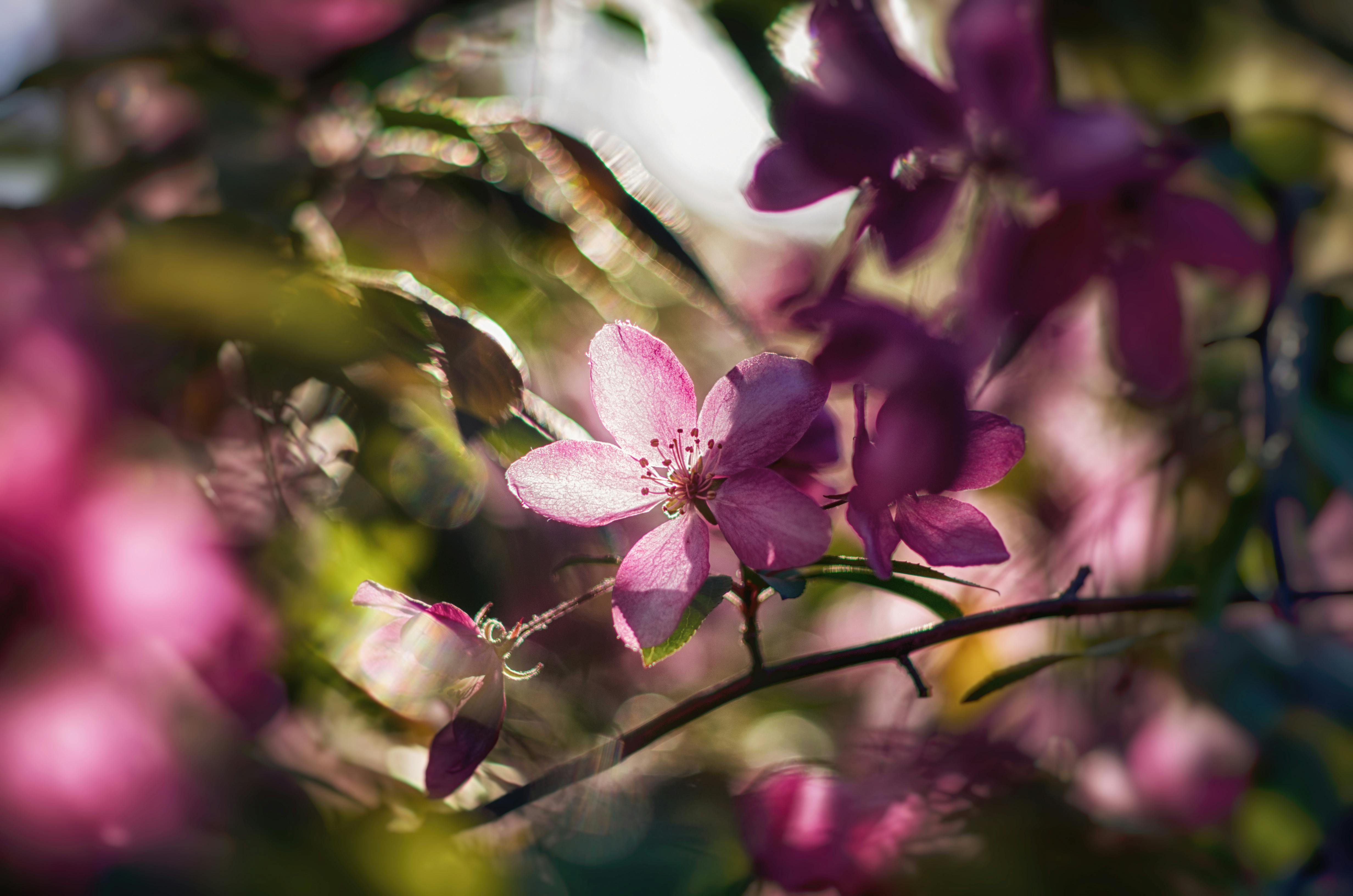Close-up of vibrant pink blossoms in a sunlit garden, capturing nature's delicate beauty.