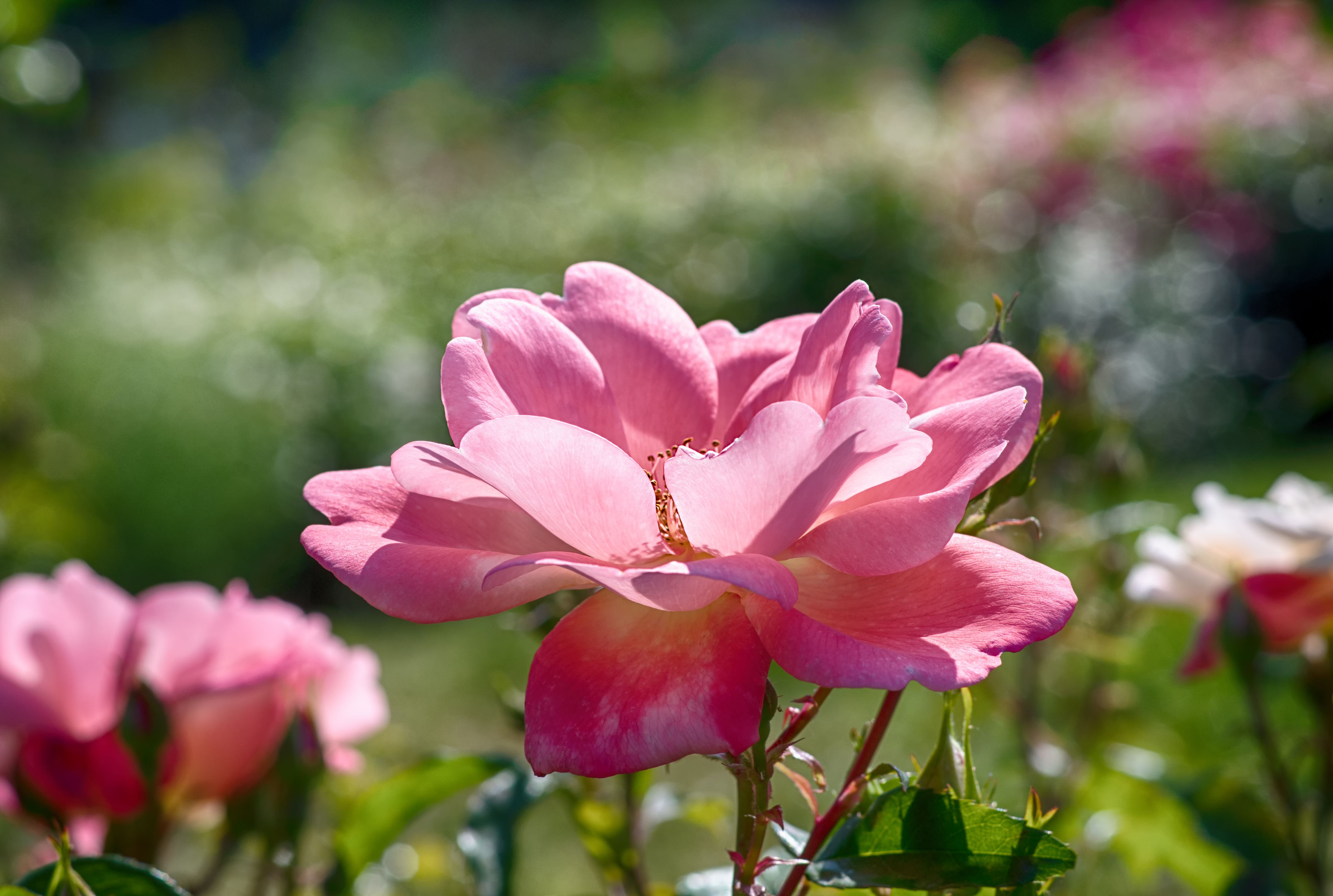 Vibrant Pink Rose Bloom in Kyiv Garden · Free Stock Photo