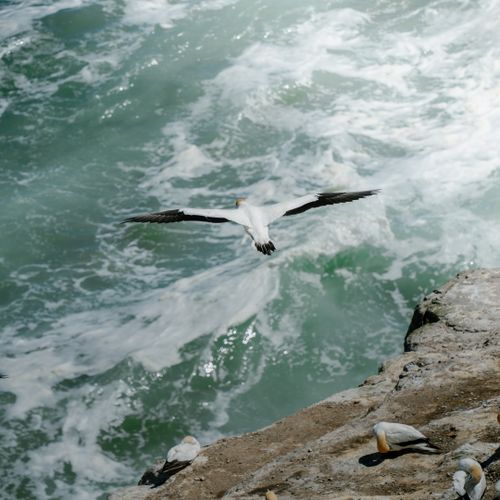 Free A gannet in flight over rocky cliffs with ocean waves crashing below. Stock Photo