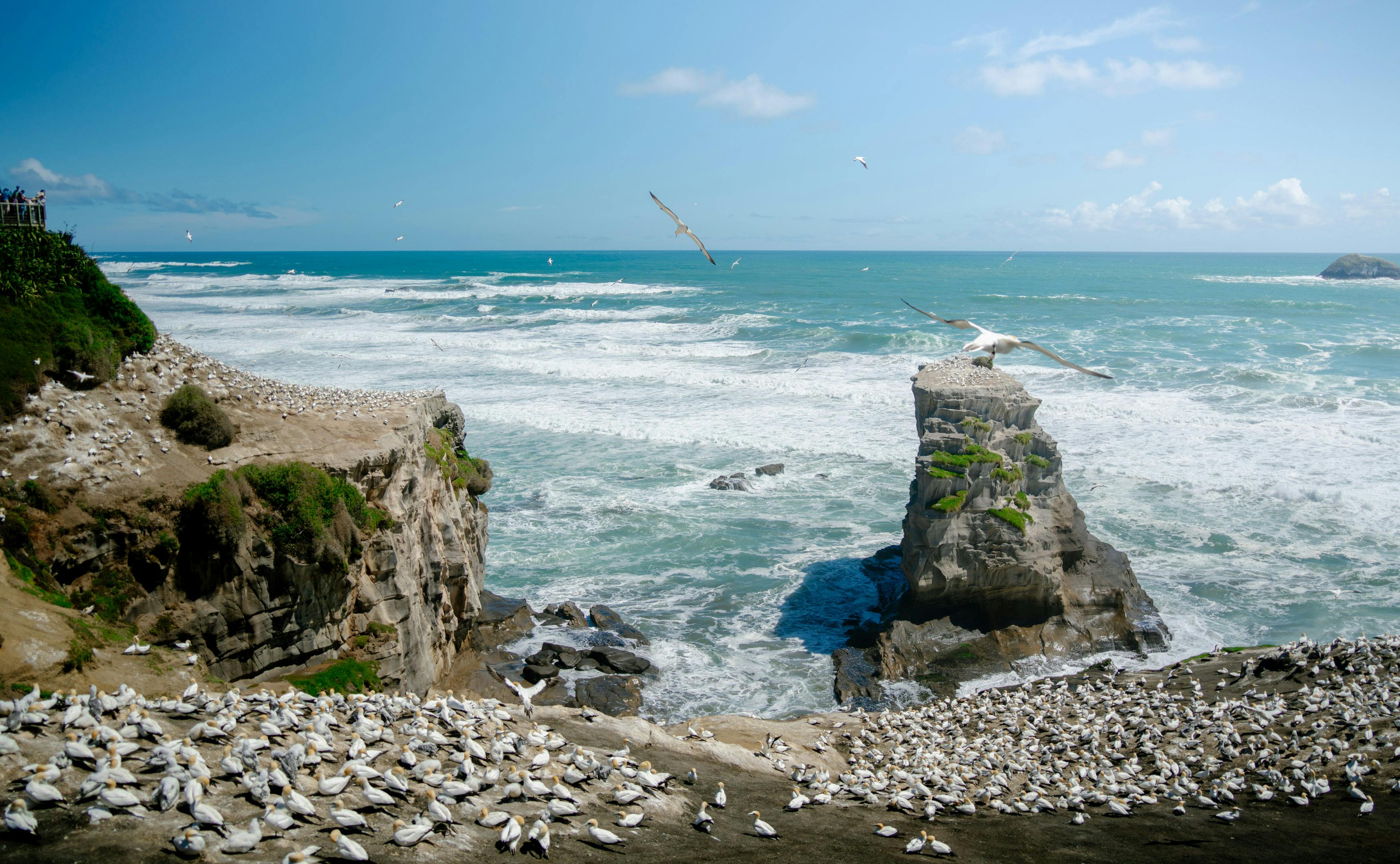 Stunning view of a gannet colony on rocky cliffs overlooking the ocean at Muriwai Beach.