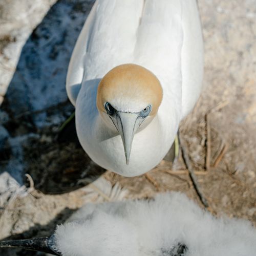 Free Detailed image of a Gannet bird closely watching its fluffy chick in a natural setting. Stock Photo
