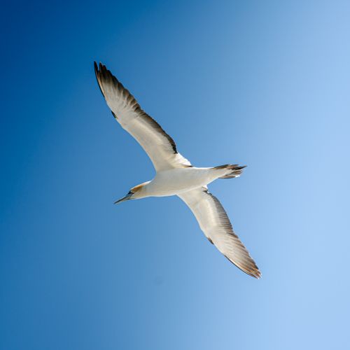 Free A stunning Northern Gannet bird soaring under a clear blue sky. Majestic wingspan captured in flight. Stock Photo