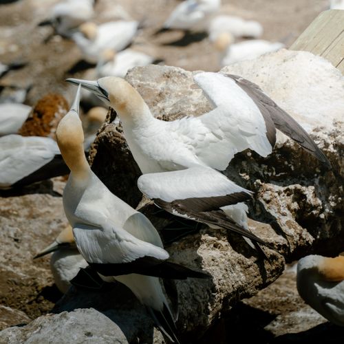 Free A group of Northern Gannets engaging in social interaction on a rocky coastal area during a sunny day. Stock Photo