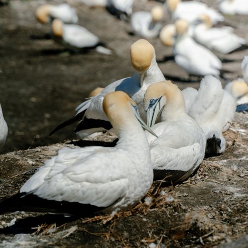Free A group of gannets nesting on a rocky cliff, showcasing social behavior and natural habitat. Stock Photo