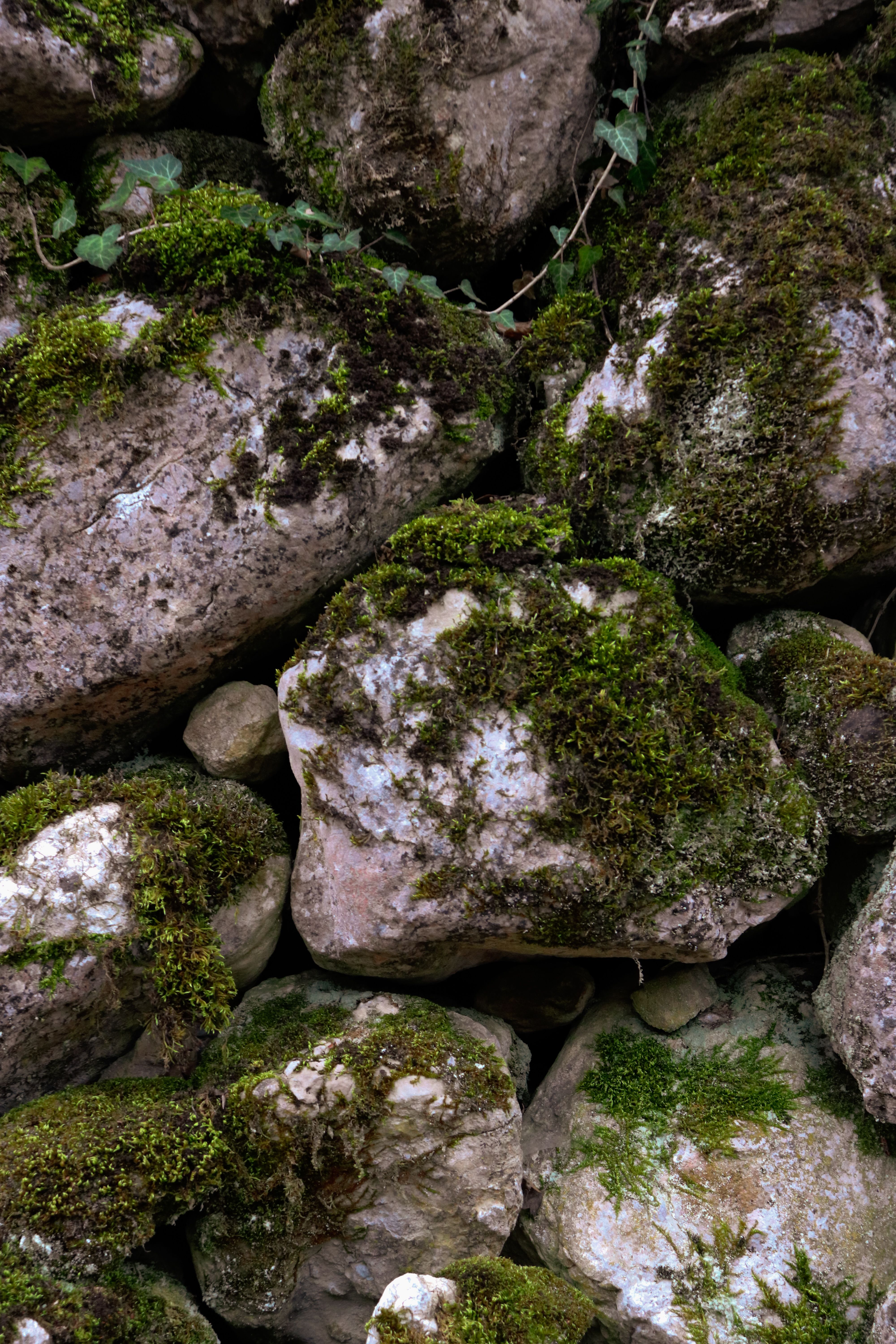 Close-up of moss-covered rocks showcasing textures and natural beauty.