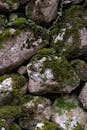 Moss-Covered Rocks in Natural Setting