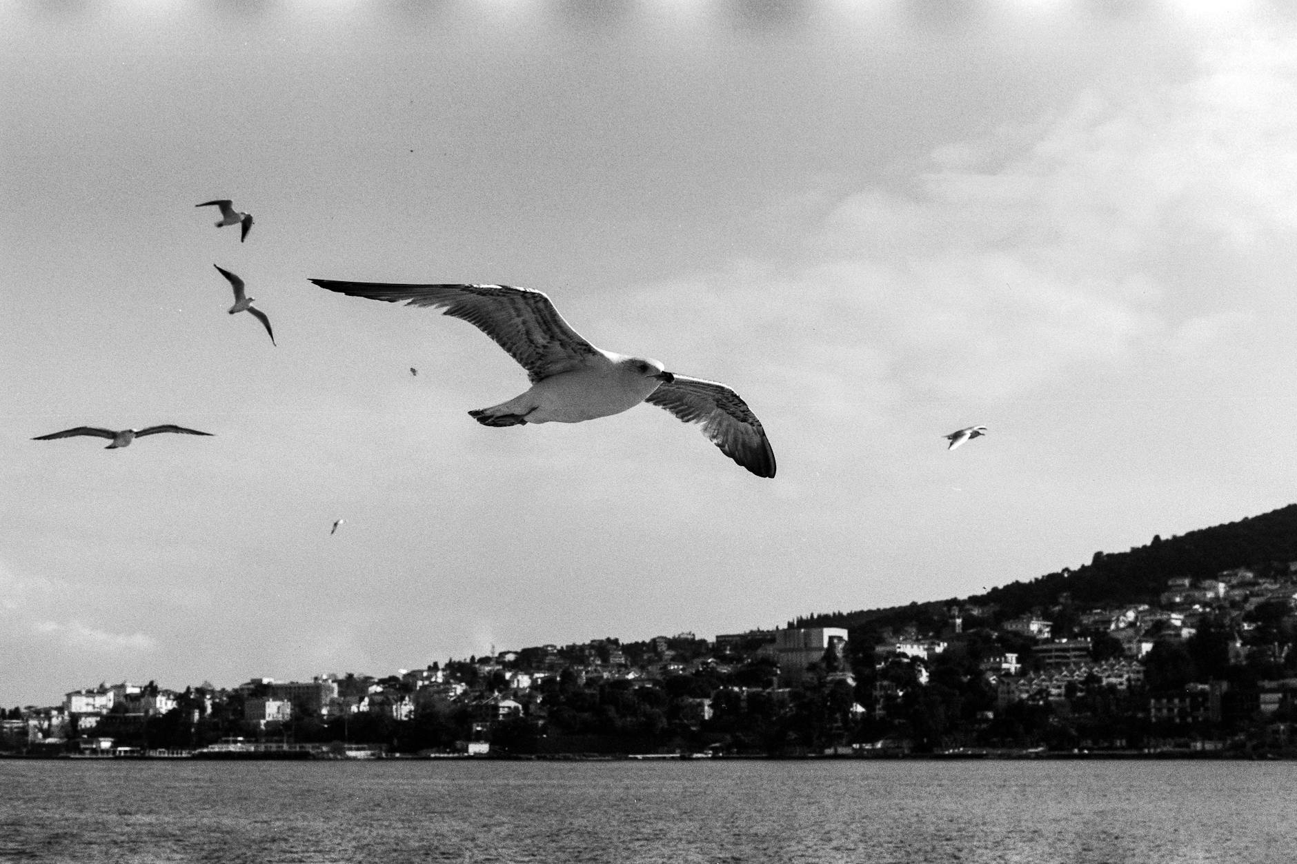 Savvy Travel Tips: The Best Day To Score The Cheapest Flights 1 black and white photo of seagulls flying over the istanbul coastline, capturing the city's charm.