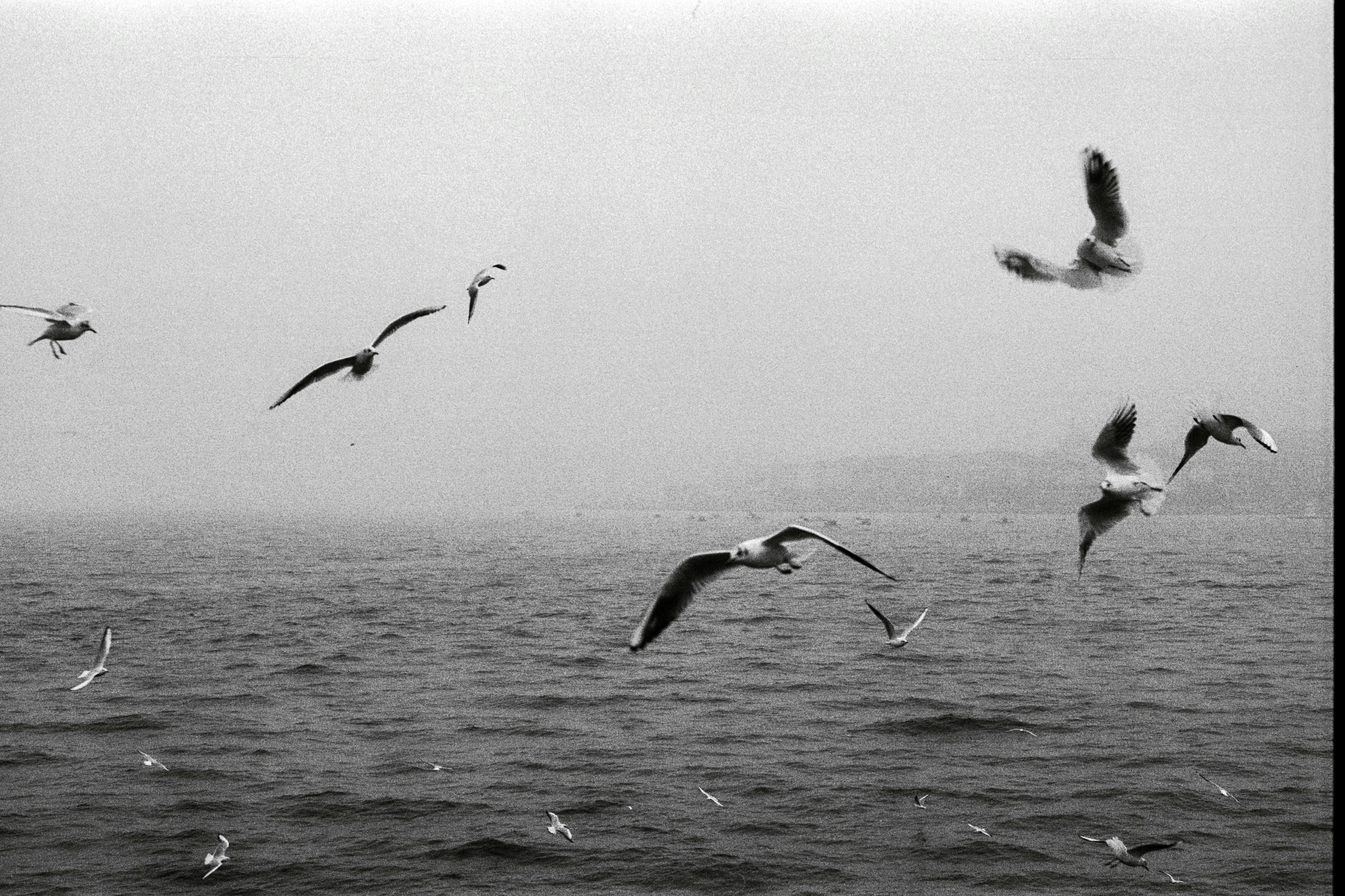 A flock of seagulls flying over the Bosporus with a foggy Istanbul skyline.