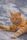 ginger cat