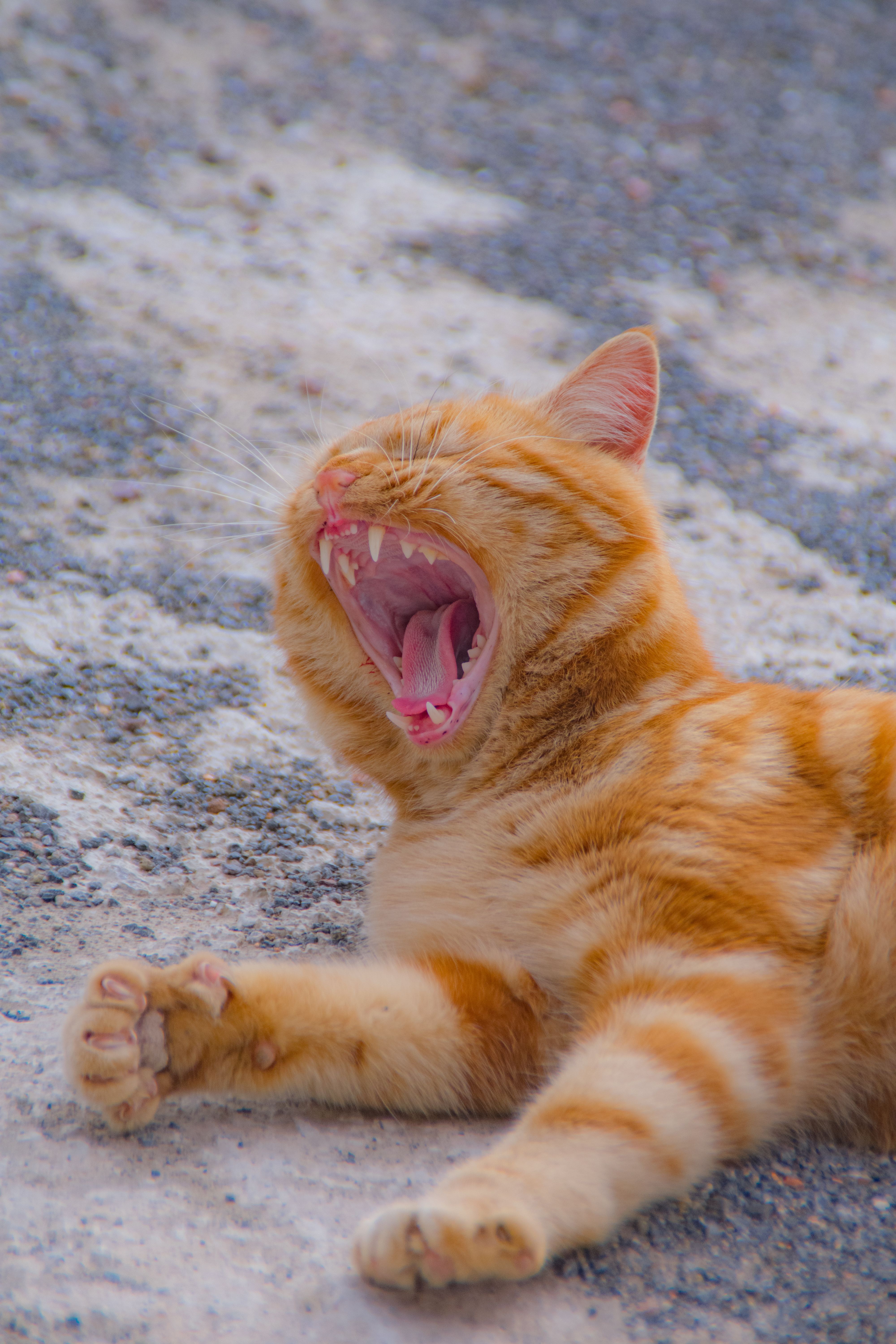 Ginger Cat Yawning on Gravel Surface · Free Stock Photo