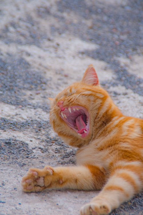 Free Close-up of a ginger tabby cat yawning while lying on a gravel ground, showing its sharp teeth. Stock Photo