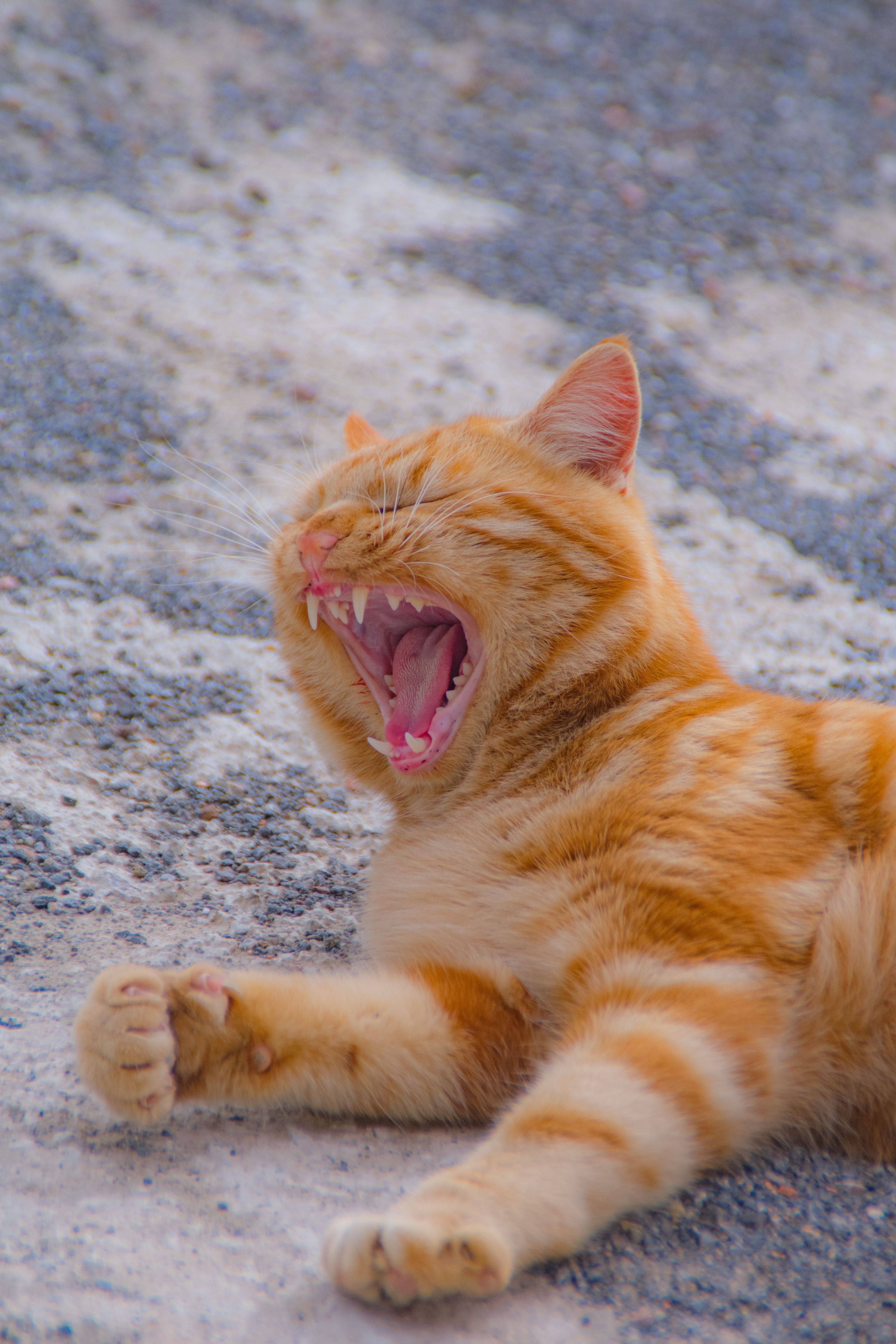 Yawning Ginger Cat on Gravel Ground · Free Stock Photo