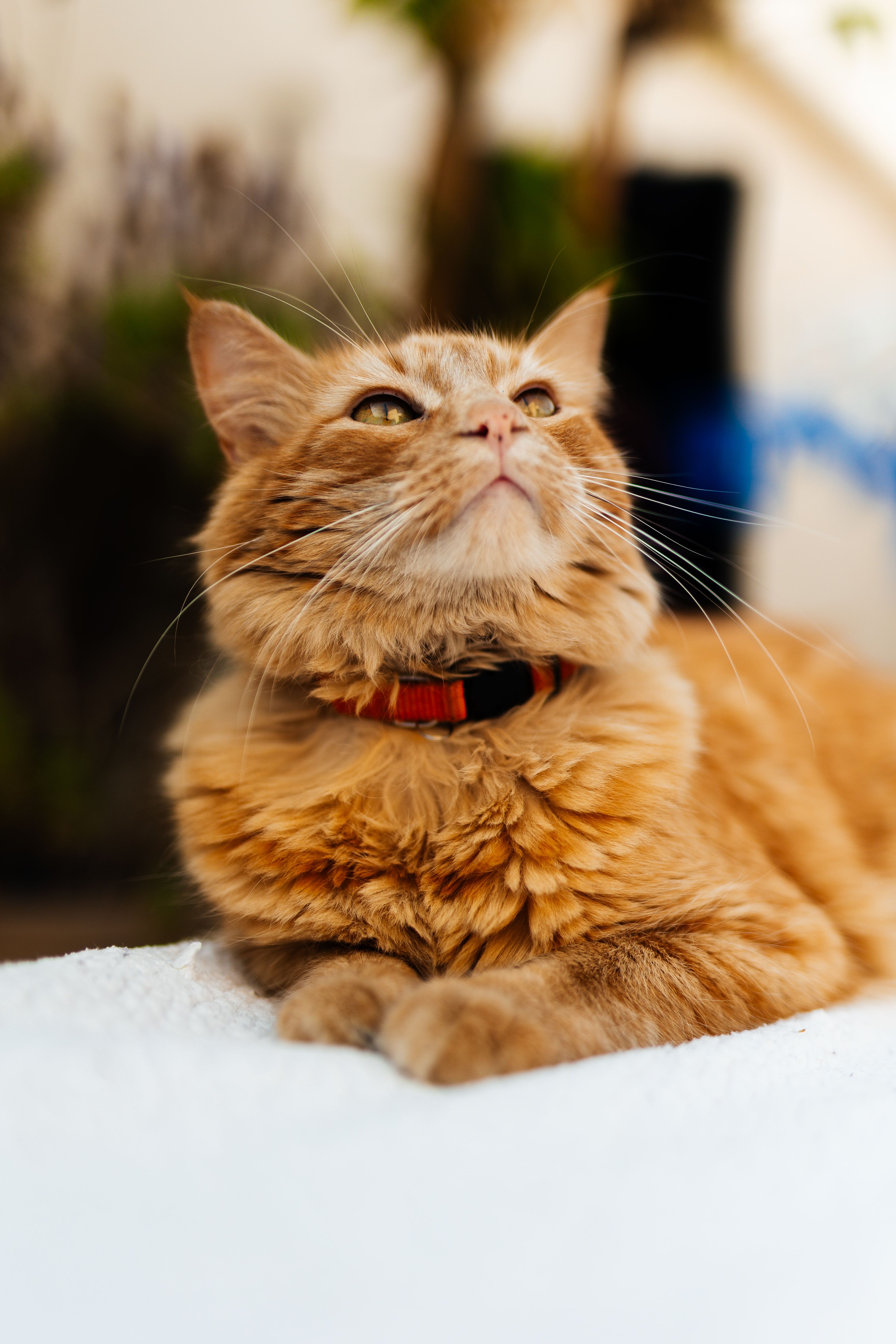 Close-up Portrait of a Relaxed Orange Tabby Cat · Free Stock Photo