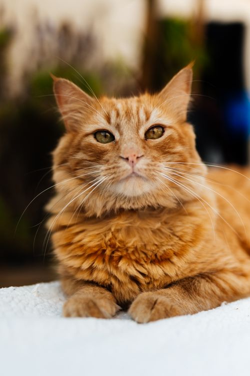 Free Close-up portrait of an orange tabby cat relaxing outdoors on a sunny day. Stock Photo