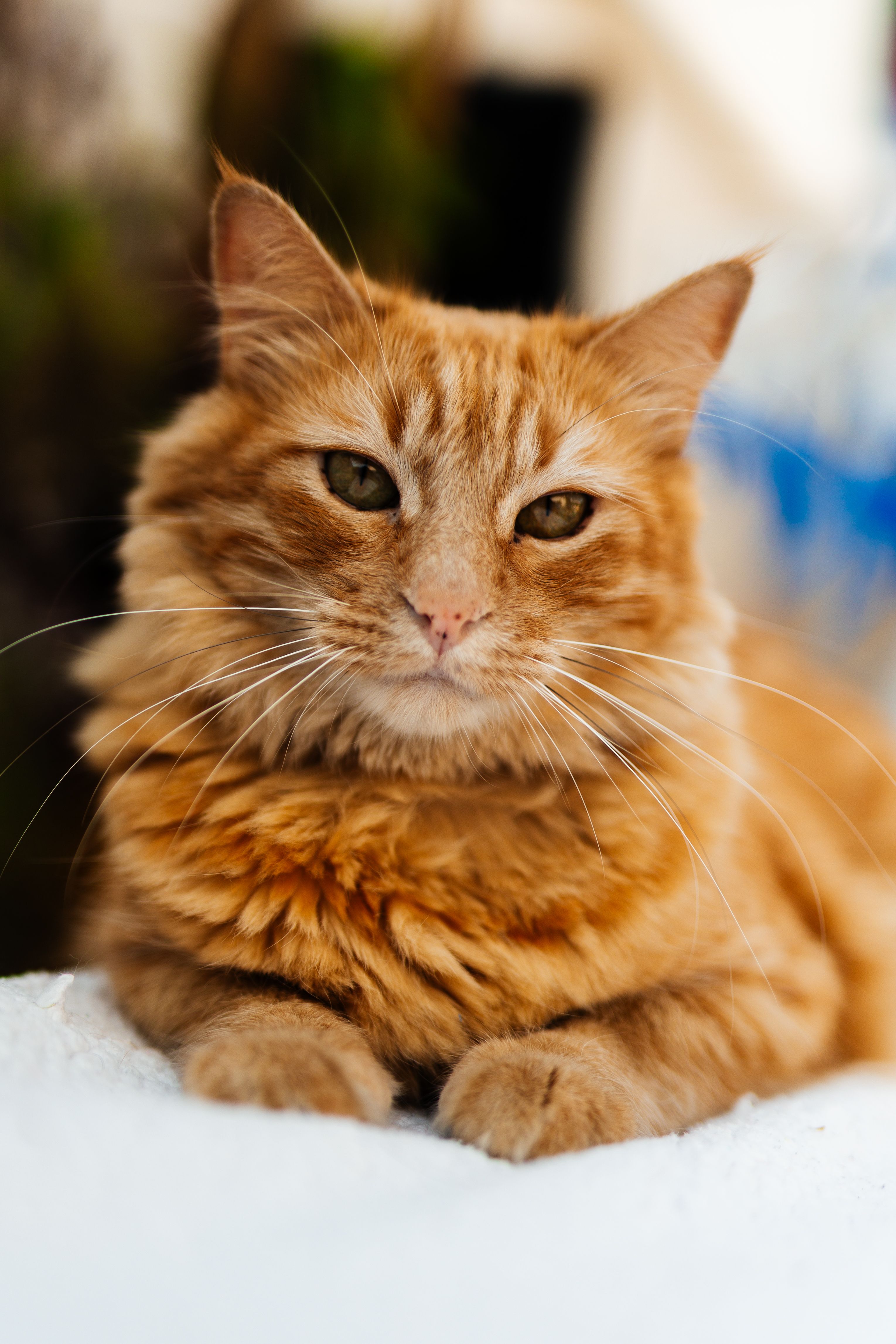 Close-Up Portrait of Fluffy Orange Cat · Free Stock Photo