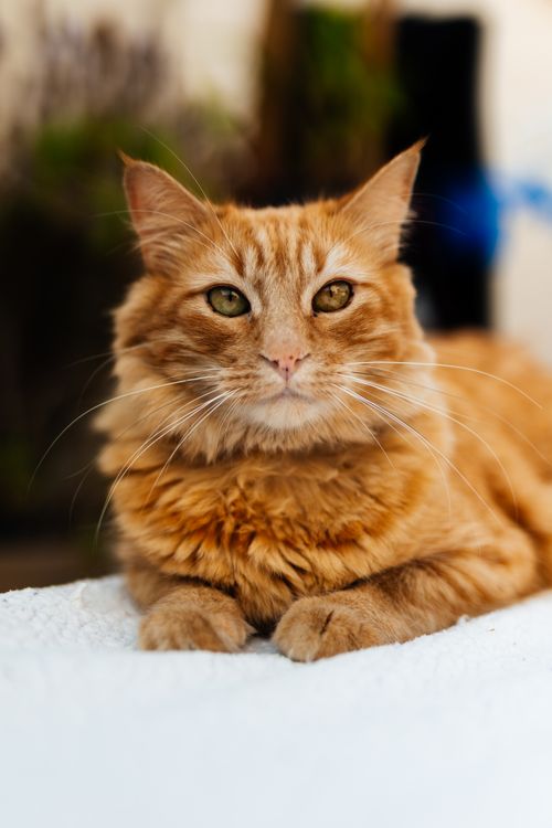 Free Charming ginger cat with green eyes resting on a white surface outdoors. Stock Photo