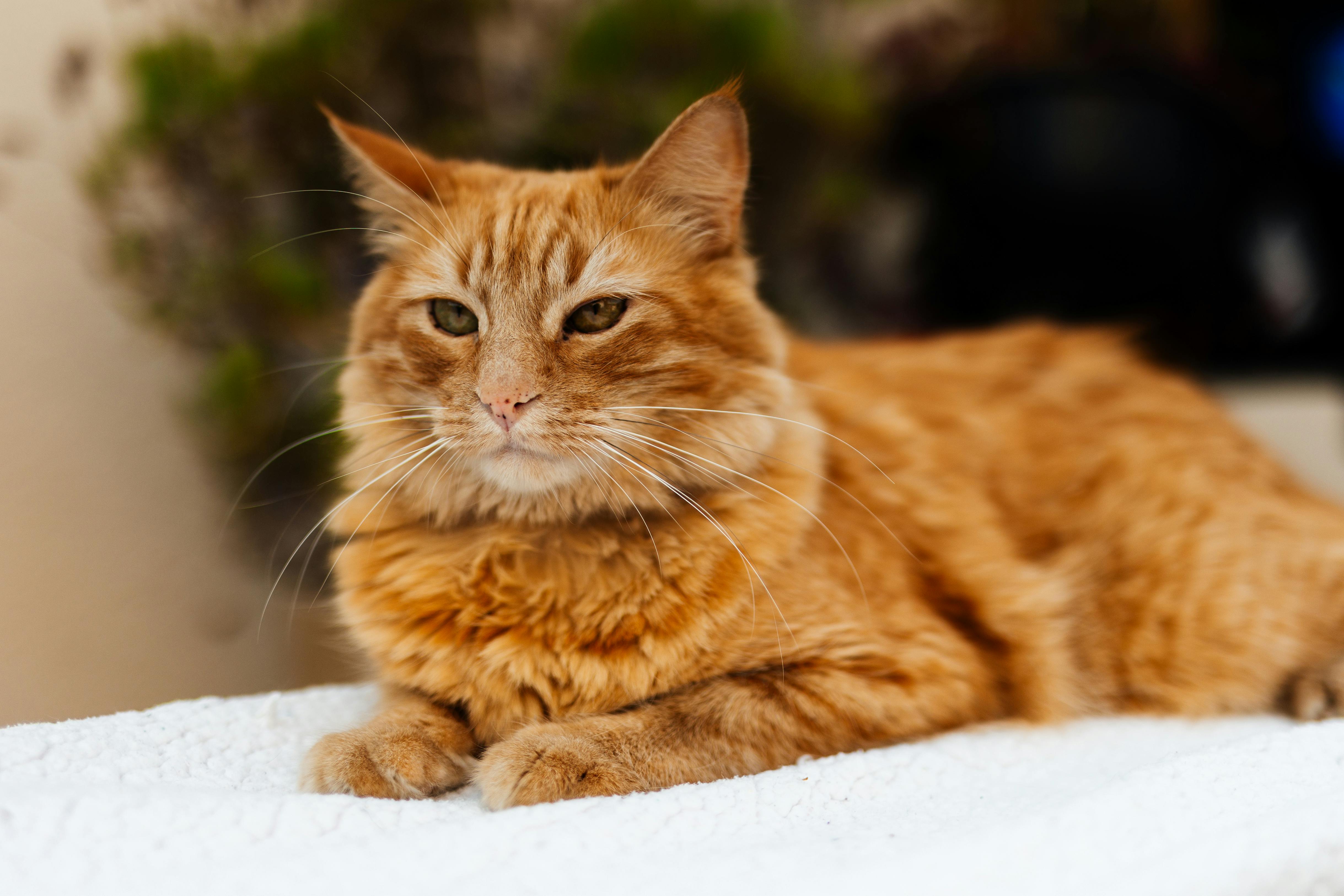 Adorable ginger cat relaxing indoors on a soft white blanket, exuding calmness and warmth.