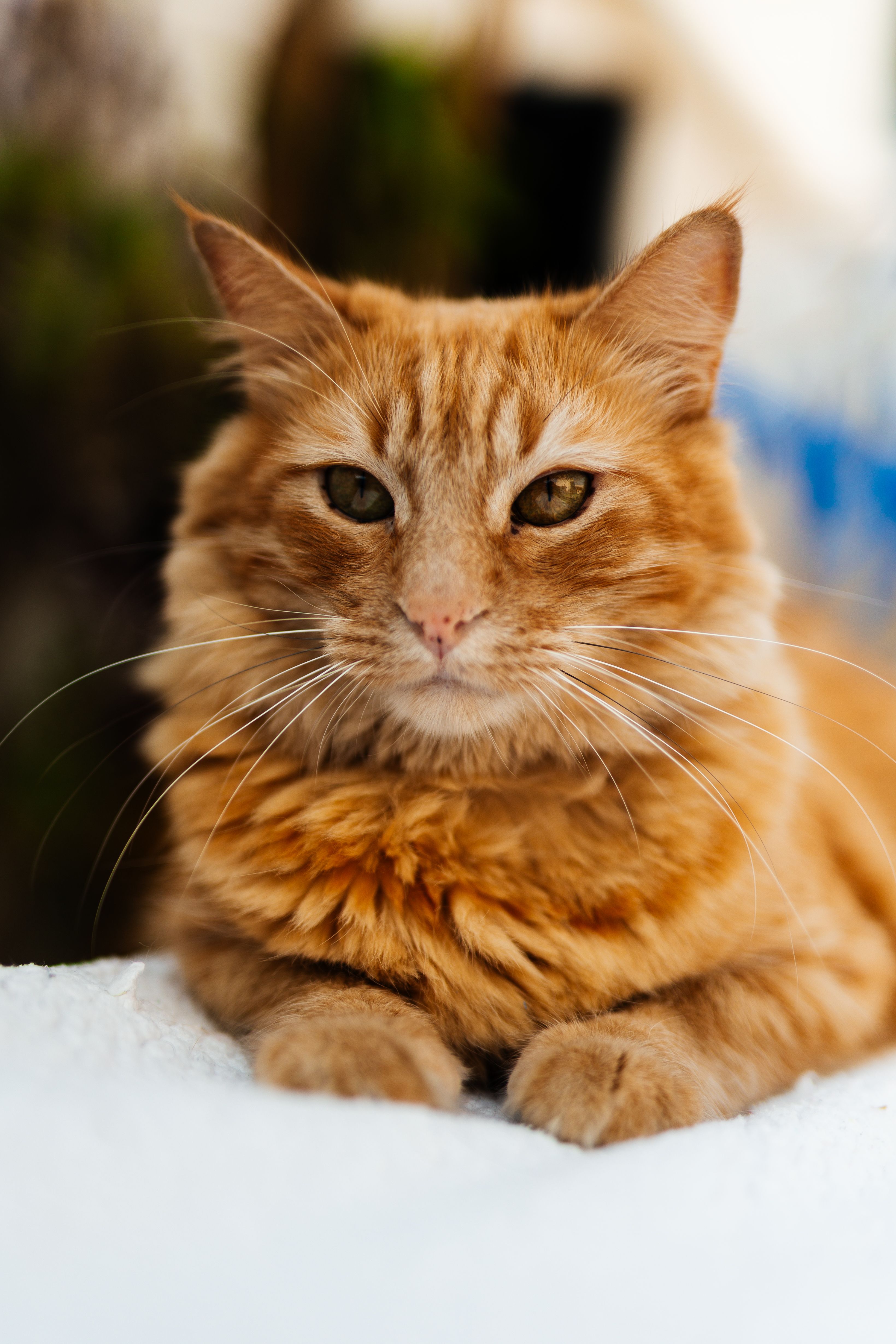 Close-up Portrait of Fluffy Orange Tabby Cat · Free Stock Photo
