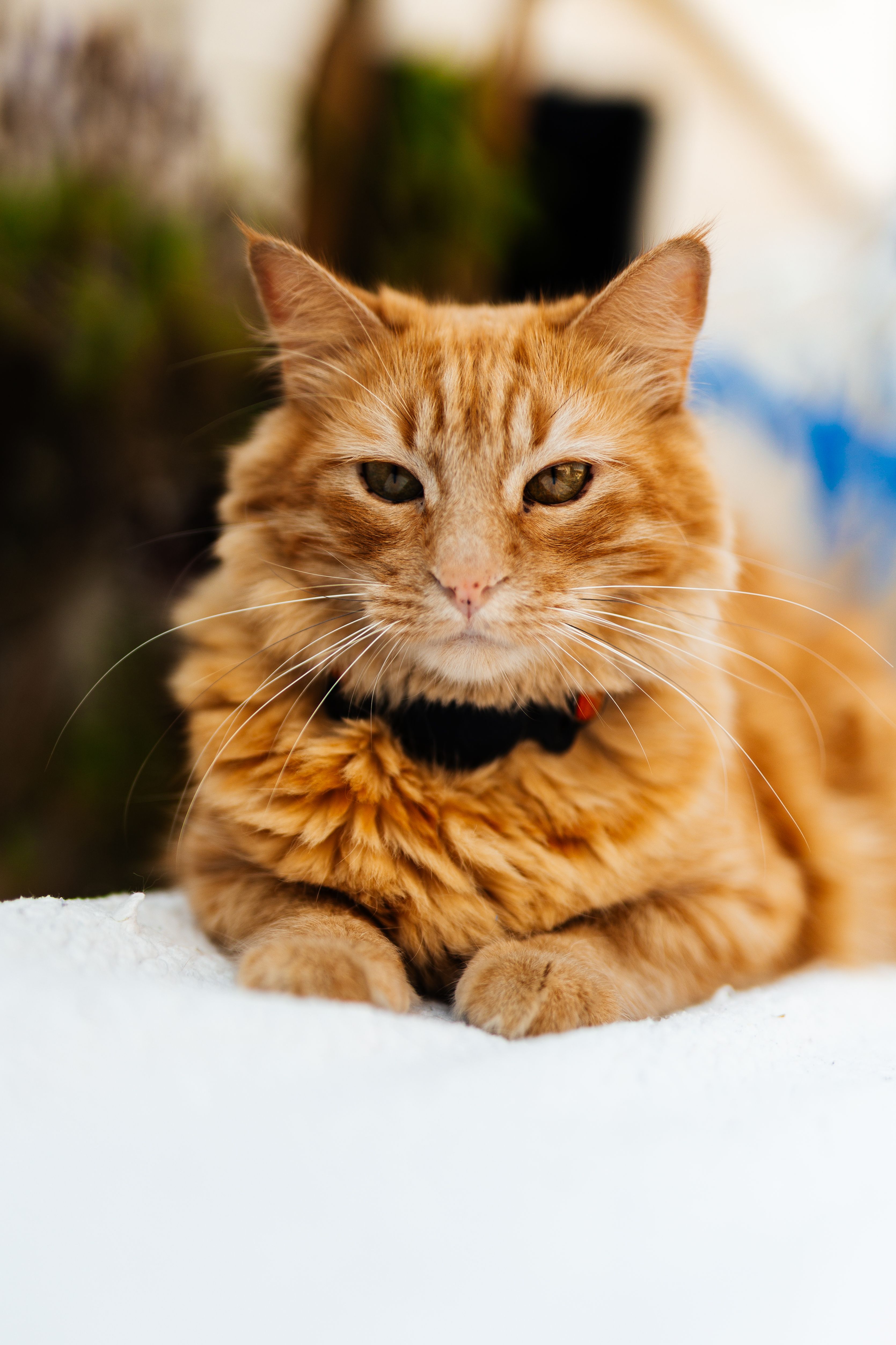 Ginger tabby cat with fluffy fur lying outdoors, displaying a calm demeanor.