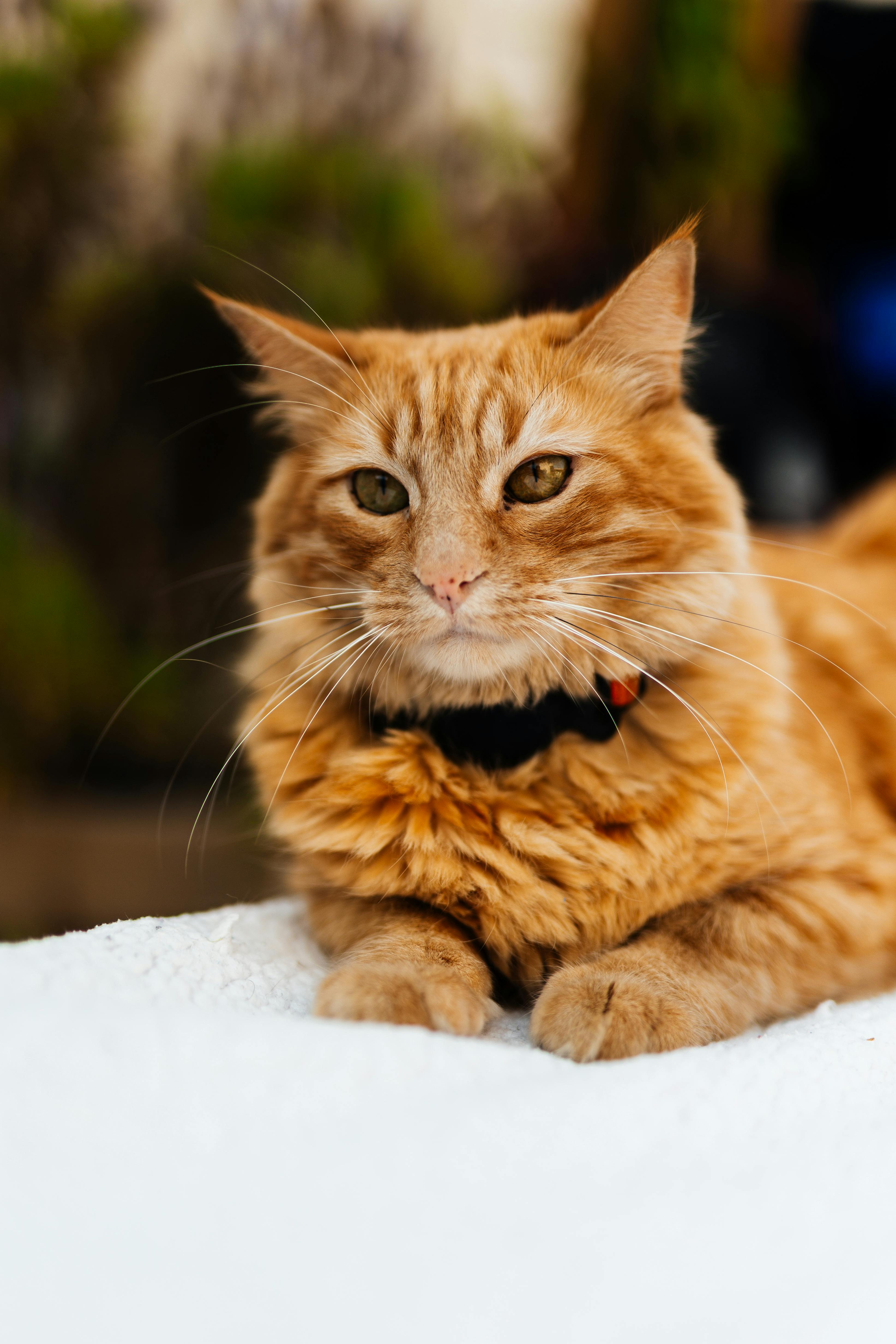 Reasons to Purchase Pet Health Insurance for Your Cat