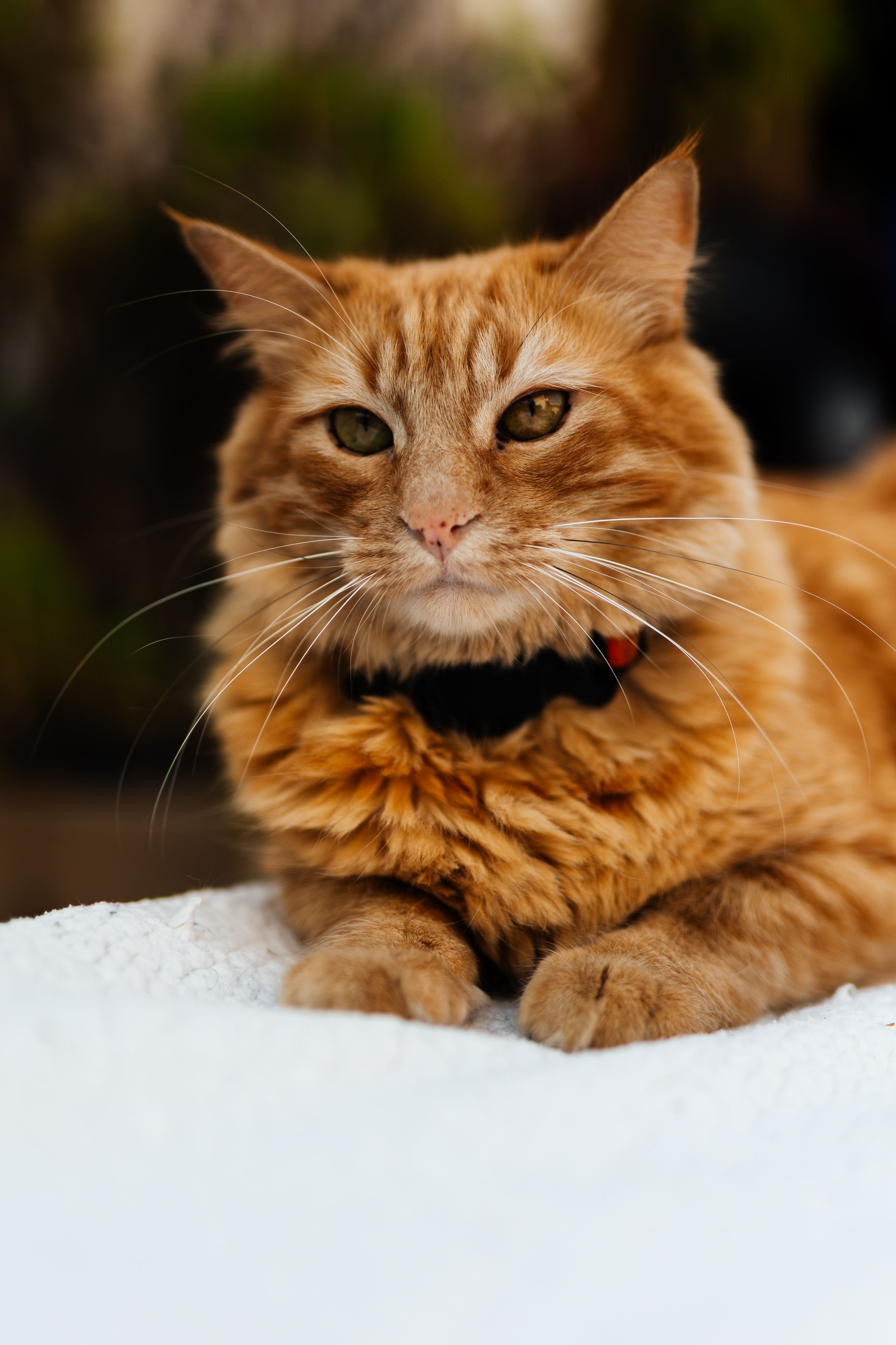 Close-Up Portrait of a Long-Haired Orange Cat · Free Stock Photo