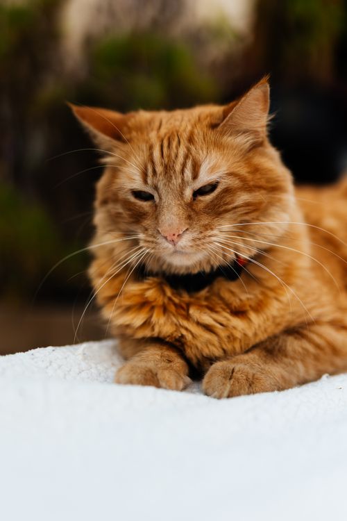 Free Adorable fluffy ginger cat lying down, displaying a calm and relaxed demeanor. Stock Photo