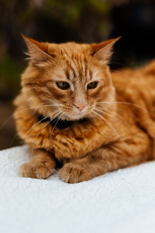 Free A beautiful ginger cat lounging on a blanket, captured in a serene outdoor setting. Stock Photo