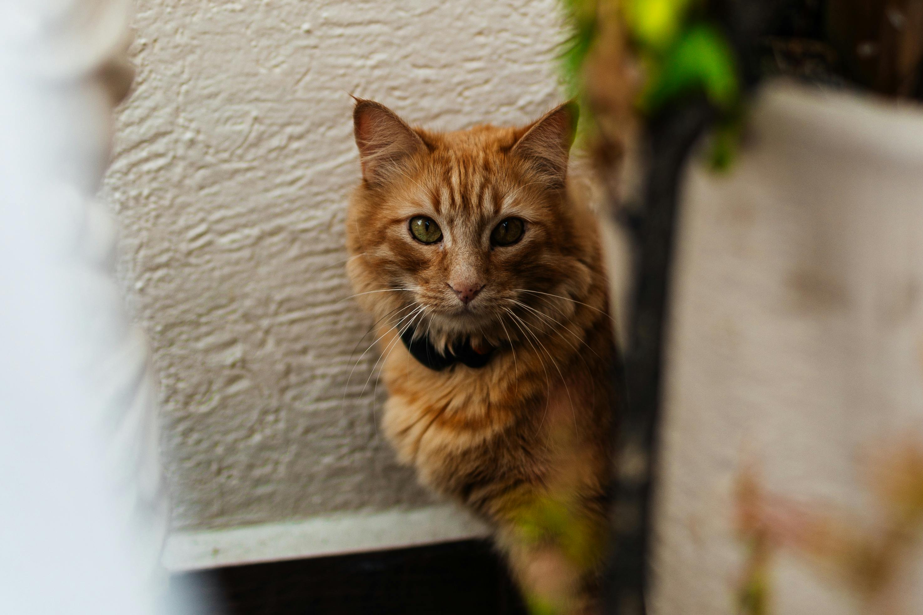 A curious ginger tabby cat sits alertly outside, blending with the earthy tones.