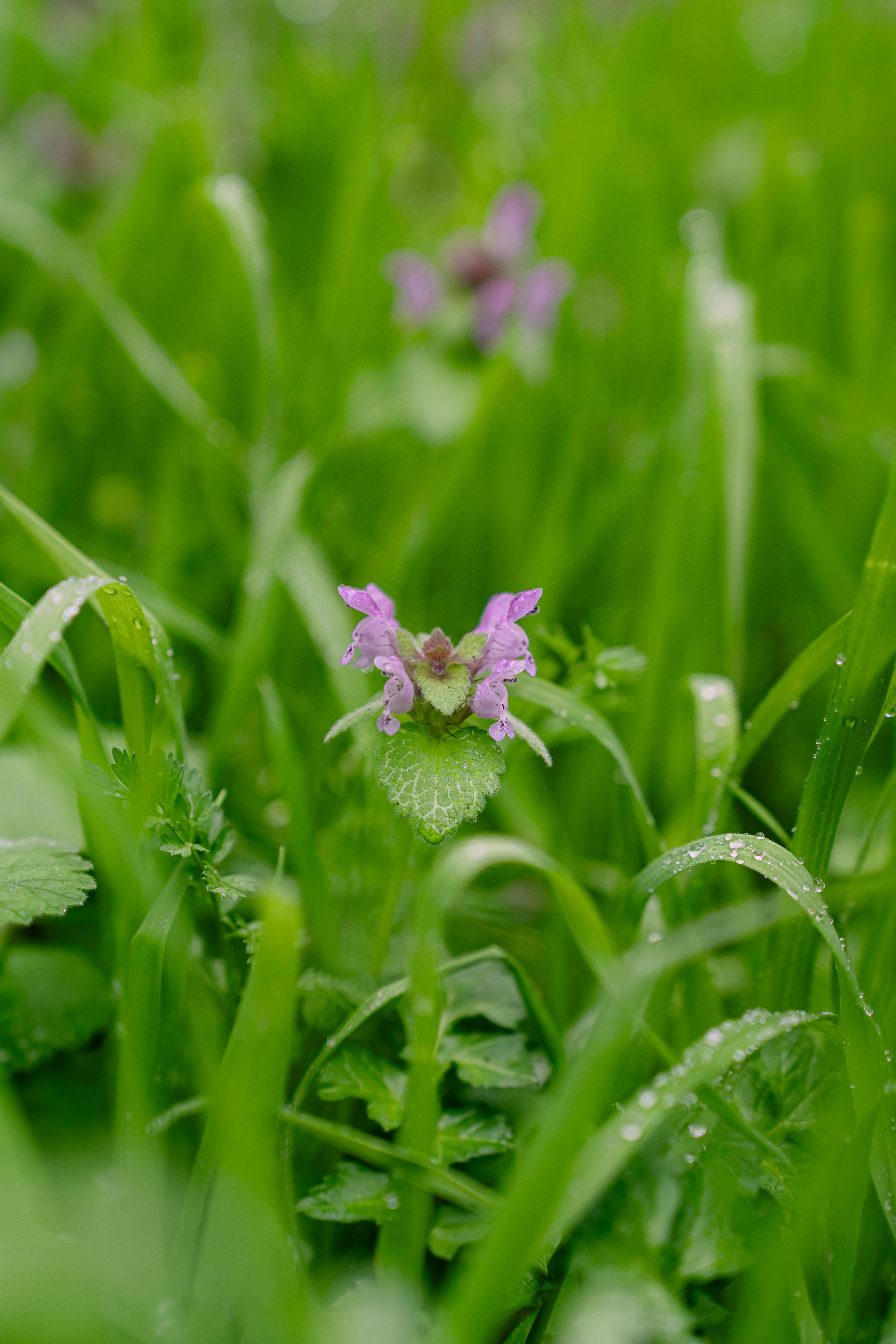 Detailed close-up of a purple wildflower surrounded by fresh, dewy grass on a spring day.