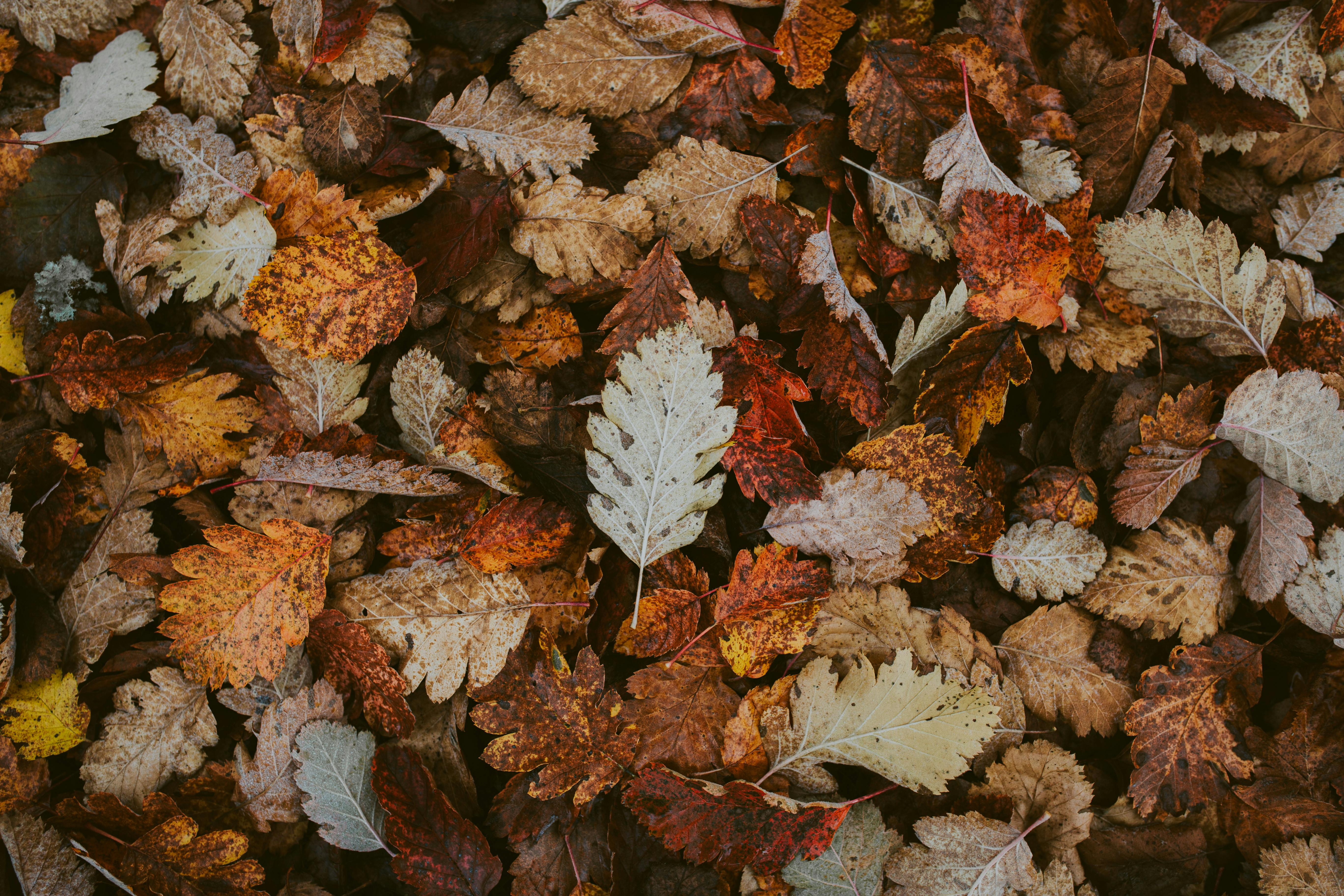 Autumn Leaves Wallpaper 4K