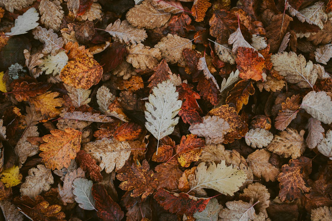 Free Shallow Focus Photo of Dry Leaves Stock Photo