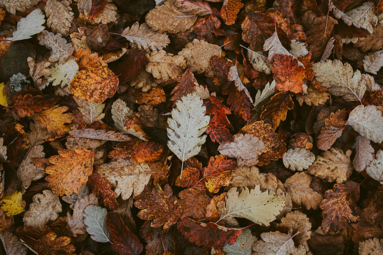 a collection of colorful autumn leaves creating a vibrant fall backgro